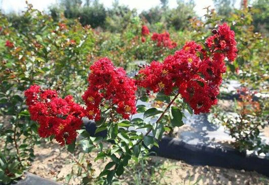 桐苗有哪些種類？