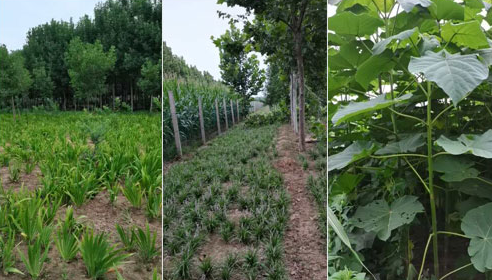 如何確定河南白蠟苗的施肥量？