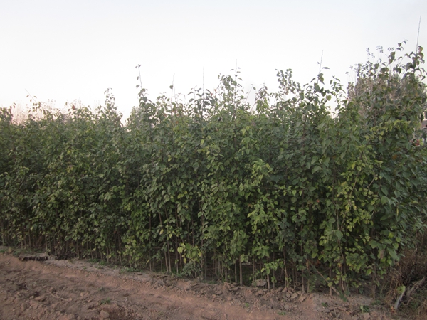 金葉復(fù)葉槭苗木的兩大主要價值解析