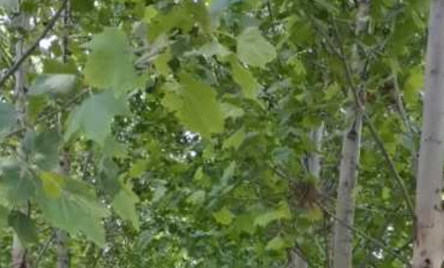 種植法桐苗木，這些問題要重視