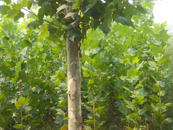 法桐苗木種植養(yǎng)護(hù)技巧