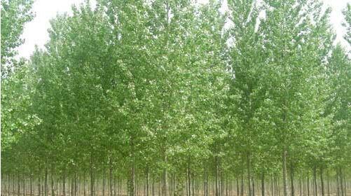 種植河南白蠟苗的養(yǎng)護(hù)方法你了解多少？